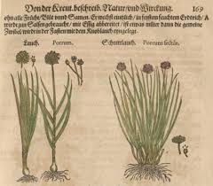 Image result for Schnittlauch