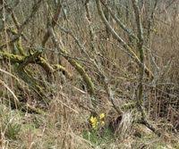 Attēlu rezultāti vaicājumam “Ceriporiopsis resinascens”