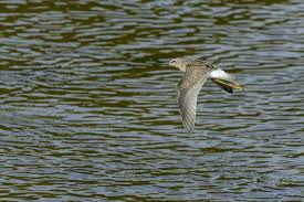 Image result for Calidris himantopus