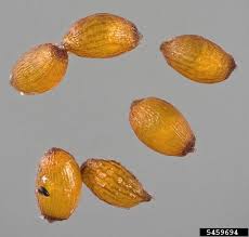 Attēlu rezultāti vaicājumam “Juncus bufonius bud”