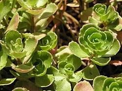 Attēlu rezultāti vaicājumam “Phedimus spurius leaf”