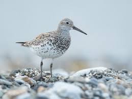 Attēlu rezultāti vaicājumam “Calidris”
