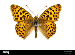 Attēlu rezultāti vaicājumam “Issoria lathonia upperside”