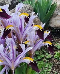 Attēlu rezultāti vaicājumam “Iris rosenbachiana flower”