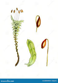 Attēlu rezultāti vaicājumam “Bryum neodamense macro”