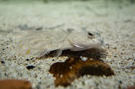 Image result for Limanda limanda