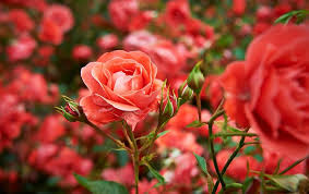 Image result for Rosengewächse