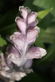 Attēlu rezultāti vaicājumam “Lathraea squamaria flower”