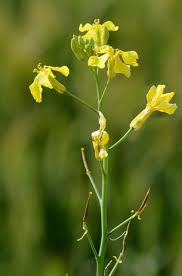 Attēlu rezultāti vaicājumam “Raphanus raphanistrum”