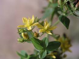 Image result for Johanniskraut