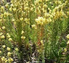 Image result for Linaria vulgaris