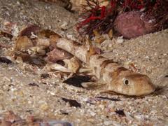 Image result for Haploblepharus edwardsii