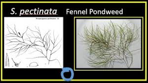 Attēlu rezultāti vaicājumam “Stuckenia filiformis bud”