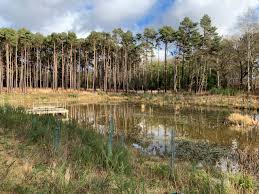 Image result for New Forest/Waterside
