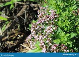 Image result for Majoran