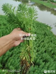 「粉綠狐尾藻」的圖片搜尋結果