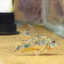 Image result for fish corydoras