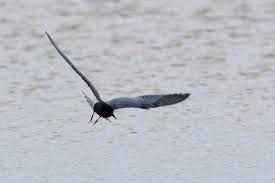 Attēlu rezultāti vaicājumam “Chlidonias niger eggs”