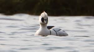 Attēlu rezultāti vaicājumam “Mergus albellus”