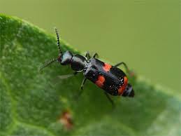 Attēlu rezultāti vaicājumam “Anthocomus fasciatus”
