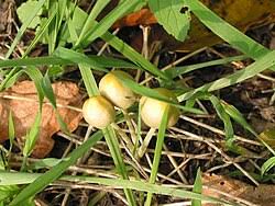 Attēlu rezultāti vaicājumam “Bolbitius vitellinus”