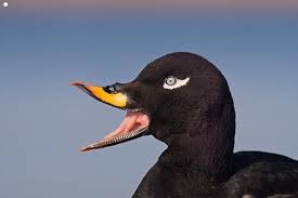 Attēlu rezultāti vaicājumam “Melanitta fusca male”