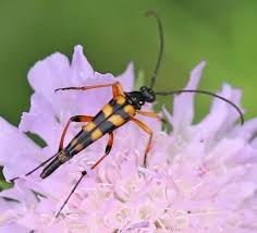 Attēlu rezultāti vaicājumam “Strangalia attenuata”