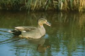 Attēlu rezultāti vaicājumam “Anas strepera”