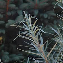 Attēlu rezultāti vaicājumam “Salix rosmarinifolia”