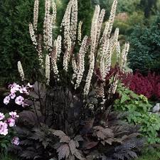 Image result for Silberkerze