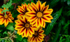 Image result for Gazanien