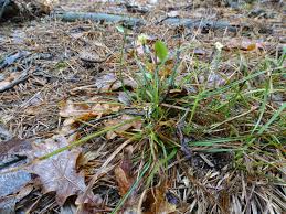 Attēlu rezultāti vaicājumam “Carex ericetorum”