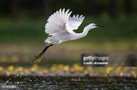 Image result for Egretta garzetta