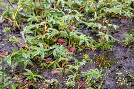 Attēlu rezultāti vaicājumam “Comarum palustre leaf”