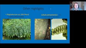 Attēlu rezultāti vaicājumam “Plagiothecium sp.”