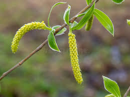 Attēlu rezultāti vaicājumam “Salix fragilis”