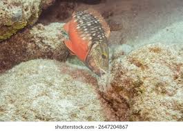 Image result for Sparisoma viride