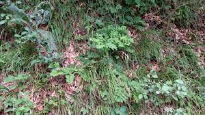 Attēlu rezultāti vaicājumam “Astragalus glycyphyllos”