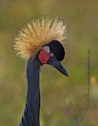 Attēlu rezultāti vaicājumam “Gruiformes”