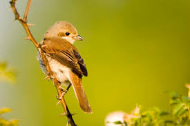 Attēlu rezultāti vaicājumam “Lanius collurio female”