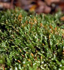 Attēlu rezultāti vaicājumam “Homalia trichomanoides”