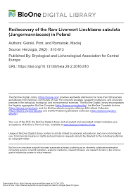 Attēlu rezultāti vaicājumam “Jungermannia subulata”