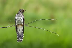 Attēlu rezultāti vaicājumam “Cuculus canorus juvenile”