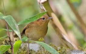 Attēlu rezultāti vaicājumam “Troglodytes troglodytes adult”