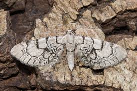 Attēlu rezultāti vaicājumam “Eupithecia venosata”