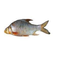 Image result for ikan