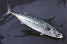 Image result for Scomber scombrus