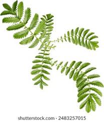 Attēlu rezultāti vaicājumam “Argentina anserina leaf”