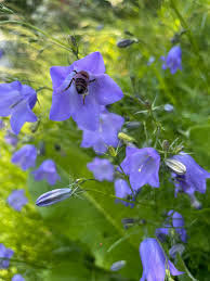 Attēlu rezultāti vaicājumam “Viola hirta flower”