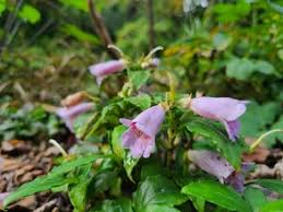 Image result for Campanula strigosa